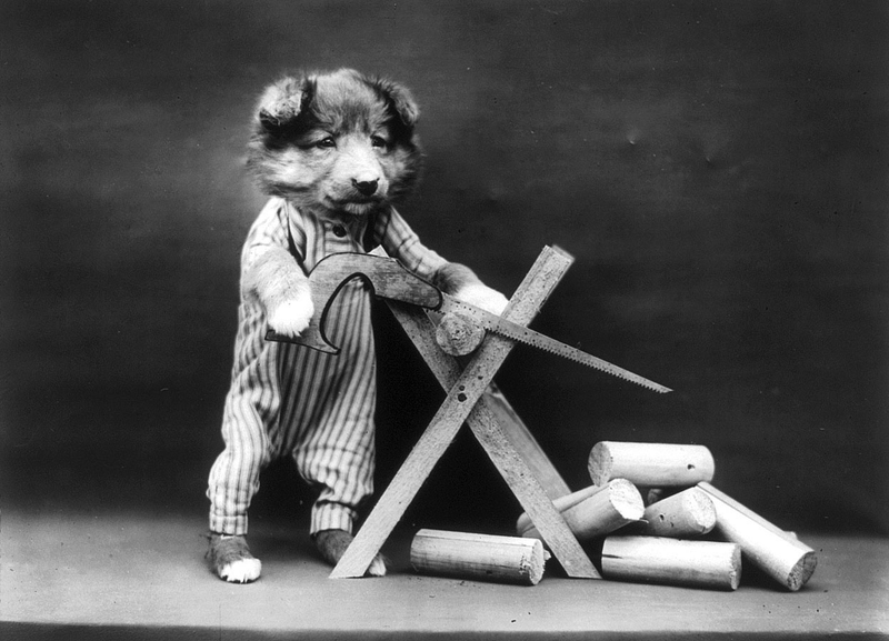 Illustration for article titled Even In The 1900s, Humans Were Obsessed With Photos Of Dogs In Clothes